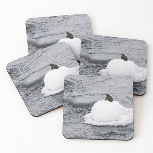 Item preview, White hat moment. White-throated dipper designed and sold by Jouko Lehto Photography.