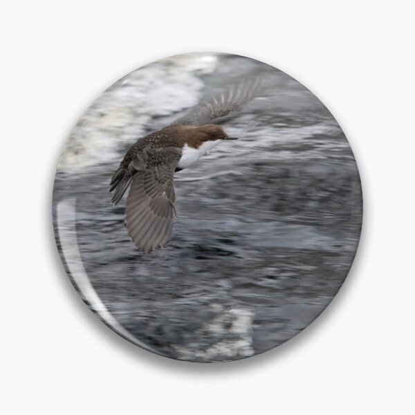 Item preview, Fast flight. White-throated dipper designed and sold by Jouko Lehto Photography.