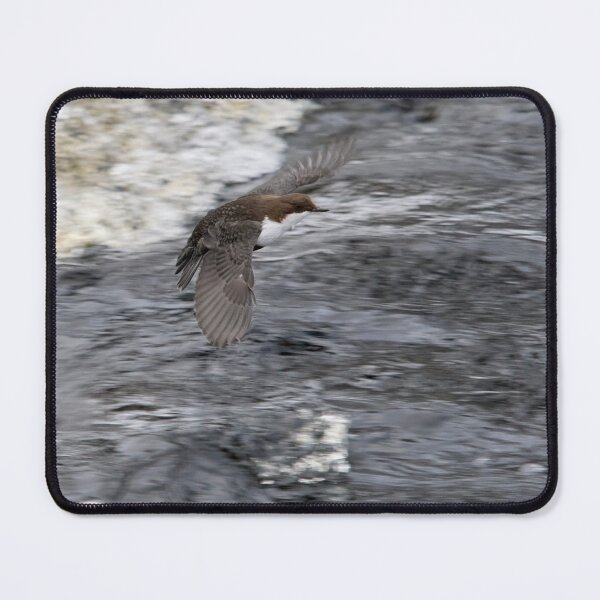 Item preview, Fast flight. White-throated dipper designed and sold by Jouko Lehto Photography.