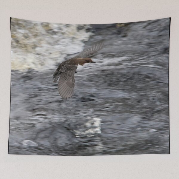 Item preview, Fast flight. White-throated dipper designed and sold by Jouko Lehto Photography.
