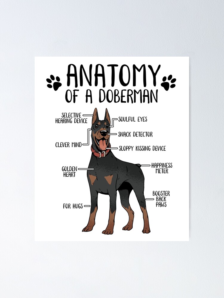 Funny Doberman Anatomy Dog Lover Doberman Pinscher Owner