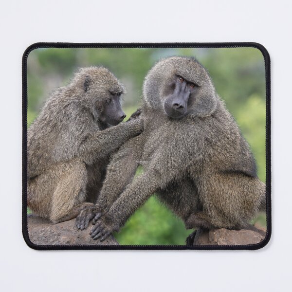 Item preview, Baboons Grooming Tanzania Africa designed and sold by PhotoArt by Joan Carroll.