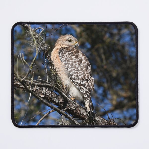 Item preview, Red-shouldered Hawk designed and sold by CloserToTheArt.