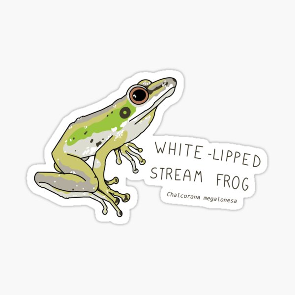 Item preview, White-lipped Stream Frog (Chalcorana megalonesa) designed and sold by HanShapsDesigns.