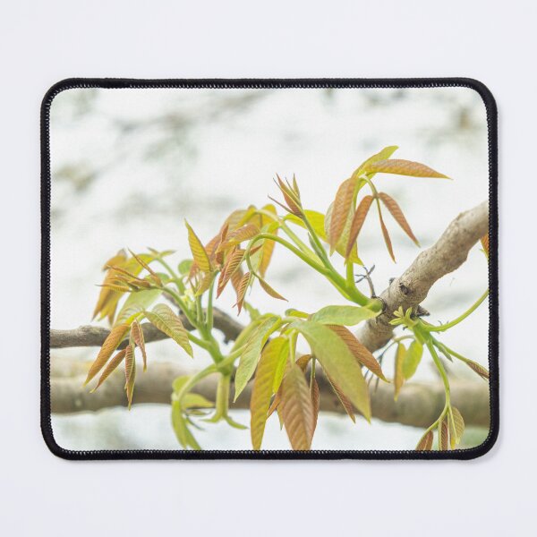 Item preview, Tree with walnut leaves designed and sold by FineArtFramed.