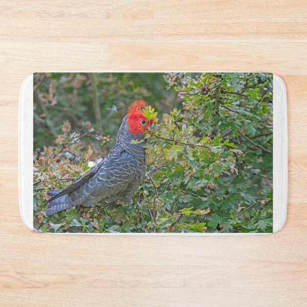 Item preview, Male Gang Gang feeding on Hawthorne Berries designed and sold by Wildpix.