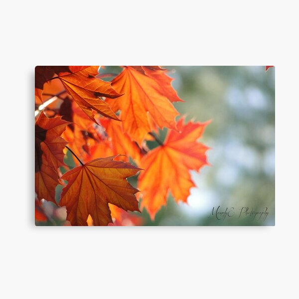 Autumn Leaves #1 Metal Print