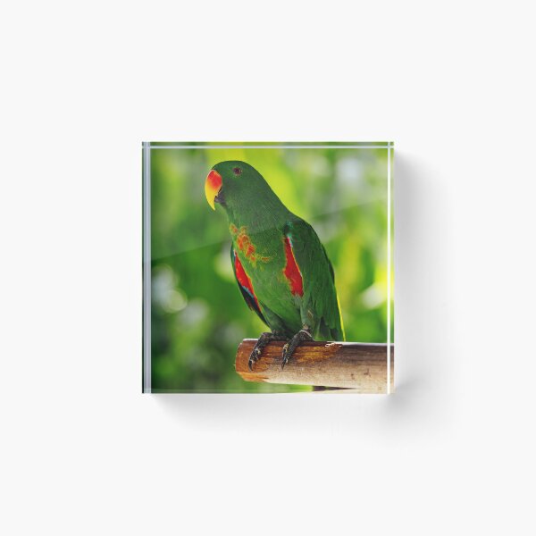 Item preview, Green Eclectus Bird Photo designed and sold by TheAnimalZ00.