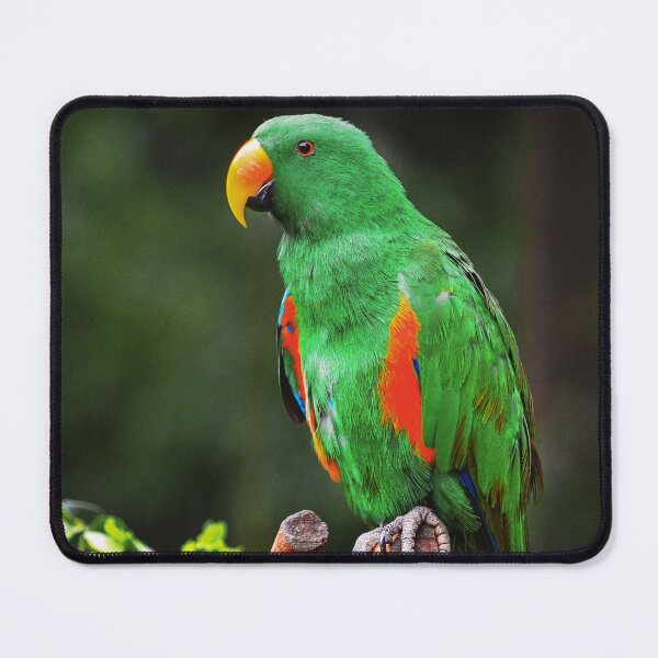Item preview, Green Eclectus Bird designed and sold by TheAnimalZ00.