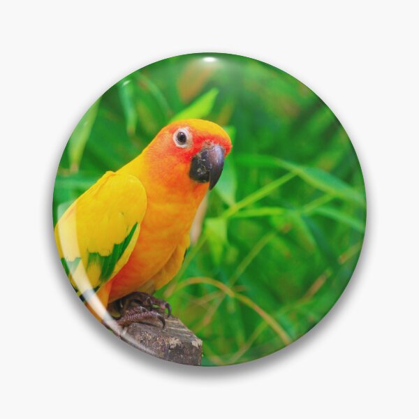 Item preview, Sun Conure Parrot designed and sold by TheAnimalZ00.