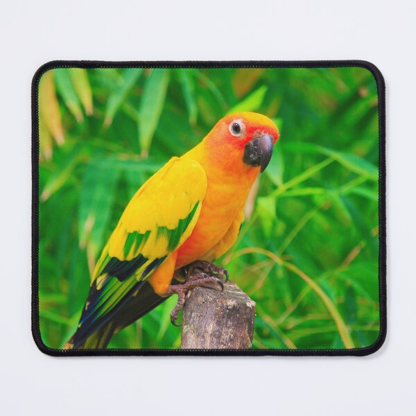 Item preview, Sun Conure Parrot designed and sold by TheAnimalZ00.