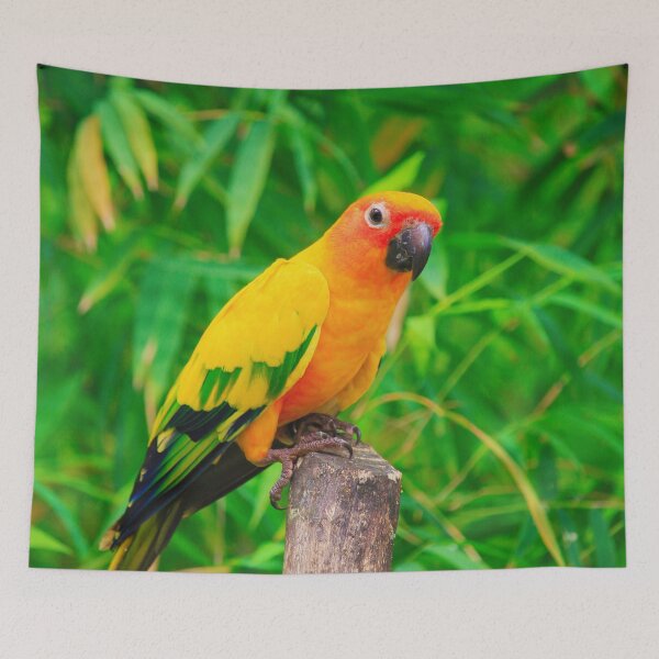 Item preview, Sun Conure Parrot designed and sold by TheAnimalZ00.