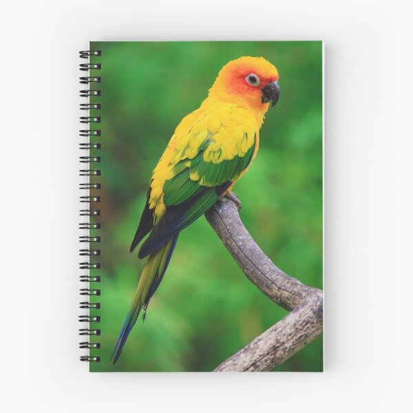 Item preview, Sun Conure Parrot Photo designed and sold by TheAnimalZ00.