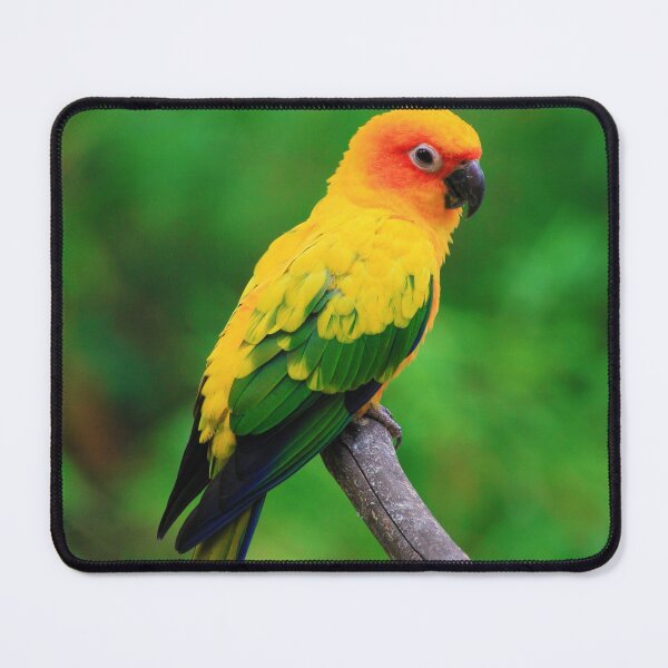 Item preview, Sun Conure Parrot Photo designed and sold by TheAnimalZ00.