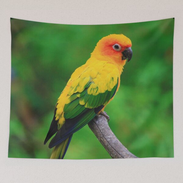 Item preview, Sun Conure Parrot Photo designed and sold by TheAnimalZ00.