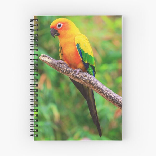 Item preview, Sun Conure Photo designed and sold by TheAnimalZ00.