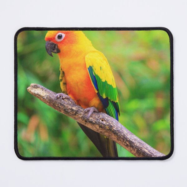 Item preview, Sun Conure Photo designed and sold by TheAnimalZ00.
