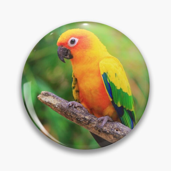 Item preview, Sun Conure Photo designed and sold by TheAnimalZ00.