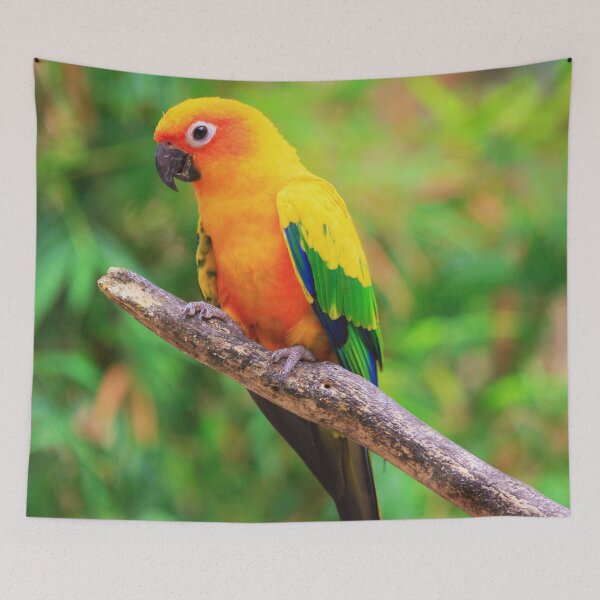 Item preview, Sun Conure Photo designed and sold by TheAnimalZ00.