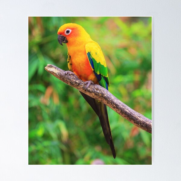 Item preview, Sun Conure Photo designed and sold by TheAnimalZ00.