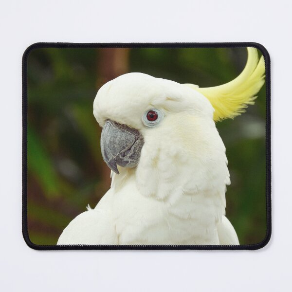 Item preview, Cockatoo Photo designed and sold by TheAnimalZ00.
