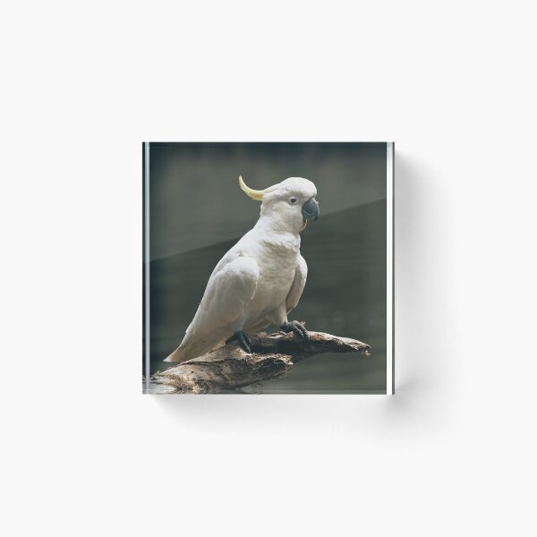 Item preview, Cockatoo  designed and sold by TheAnimalZ00.