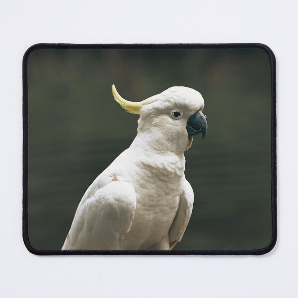 Item preview, Cockatoo  designed and sold by TheAnimalZ00.