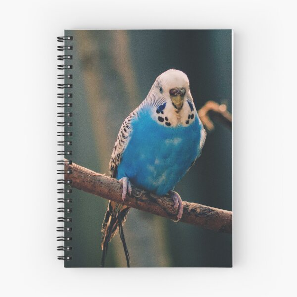 Item preview, Blue Budgie Photo designed and sold by TheAnimalZ00.