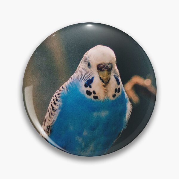 Item preview, Blue Budgie Photo designed and sold by TheAnimalZ00.