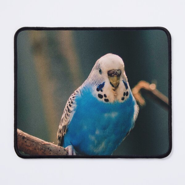 Item preview, Blue Budgie Photo designed and sold by TheAnimalZ00.