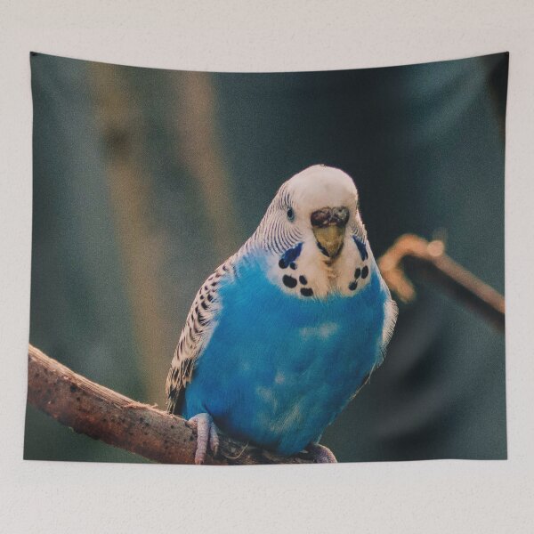 Item preview, Blue Budgie Photo designed and sold by TheAnimalZ00.