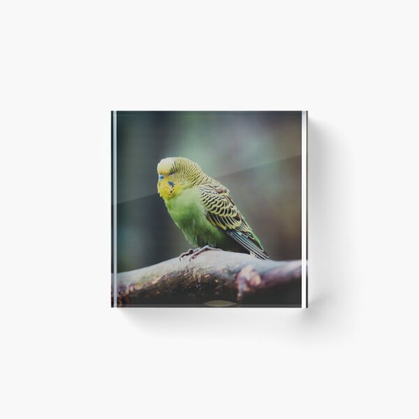 Item preview, Green Budgie Photo designed and sold by TheAnimalZ00.