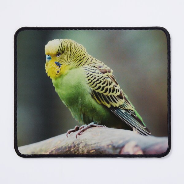 Item preview, Green Budgie Photo designed and sold by TheAnimalZ00.