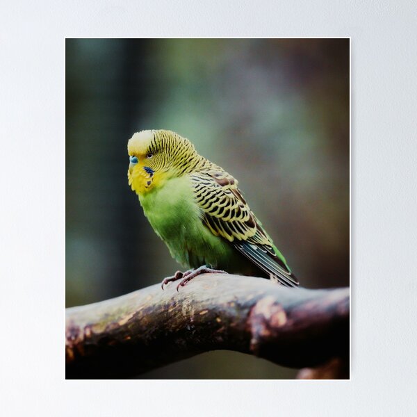 Item preview, Green Budgie Photo designed and sold by TheAnimalZ00.