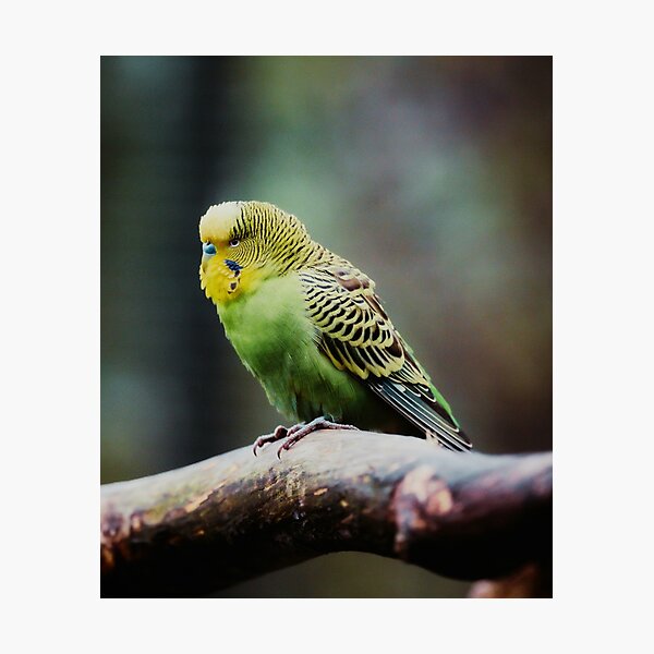 Item preview, Green Budgie Photo designed and sold by TheAnimalZ00.