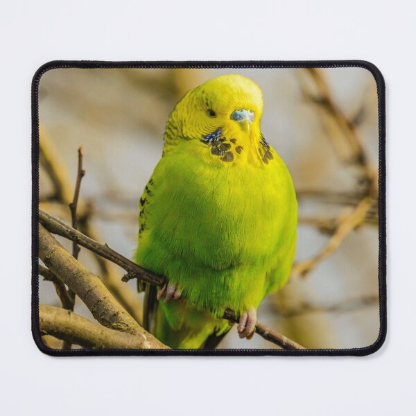 Item preview, Green Budgie Parakeet designed and sold by TheAnimalZ00.