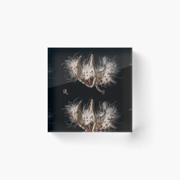 Item preview, Milkweed seed pods  designed and sold by MMdesign22.