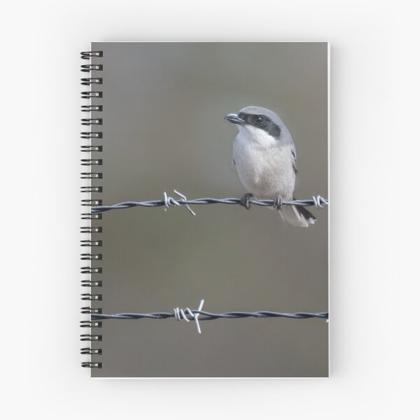 Item preview, Loggerhead Shrike designed and sold by tracyam.