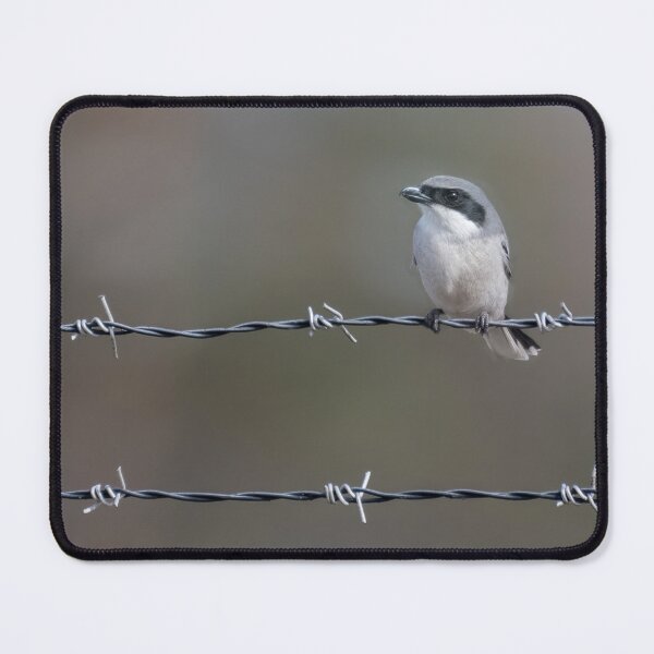 Item preview, Loggerhead Shrike designed and sold by tracyam.