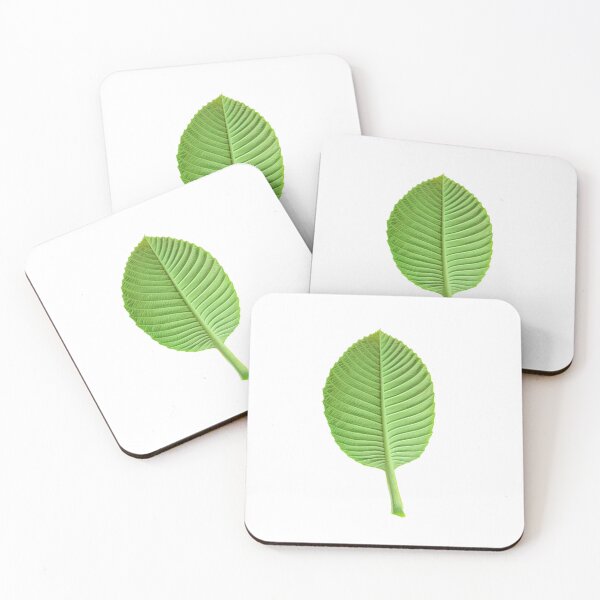 Item preview, green leaves, one leaves, beautiful leaf, leaves of Dillenia obovate (Blume) Hoogland, simpoh leaves (Dillenia suffruticosa, simpoh air)  designed and sold by MiMee4451.