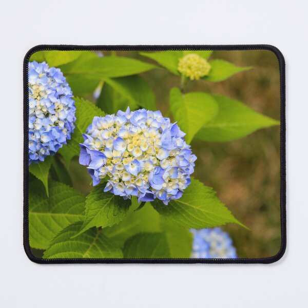 Item preview, Blue Hydrangea Deux designed and sold by Tanya Owens.
