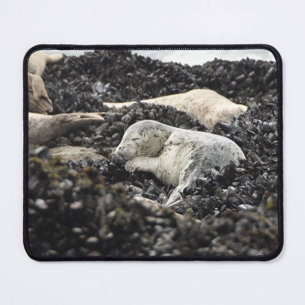 Item preview, sea lion nap time designed and sold by Ronifish.