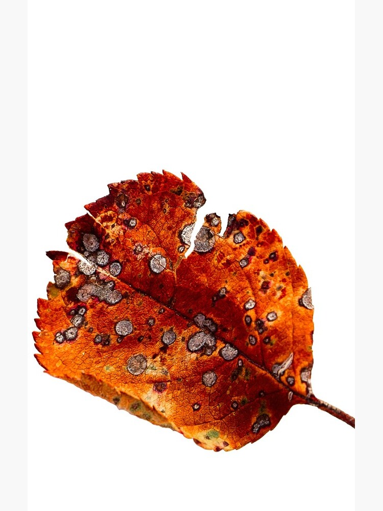 Autumn Leaf 2 by ColourCottage