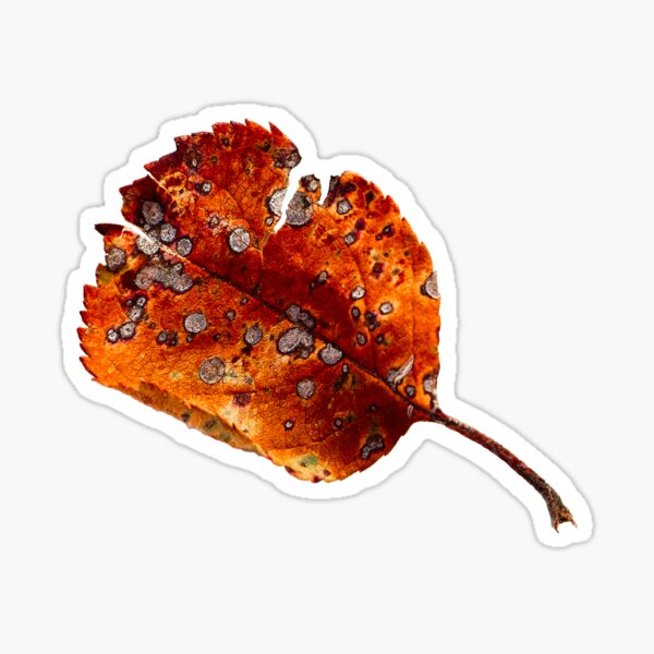 Autumn Leaf 2 Sticker
