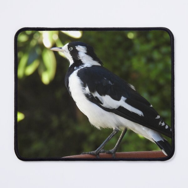 Item preview, Murray Magpie or Magpie-Lark on a Bird Bath designed and sold by Claire L Page Photography.