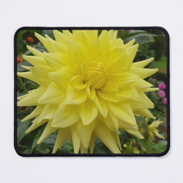 Item preview, Yellow Dahlia 2 designed and sold by Claire L Page Photography.