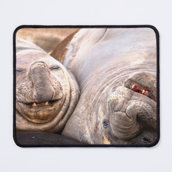 Item preview, Two laughing Sea Elephants. designed and sold by FormigaArt.