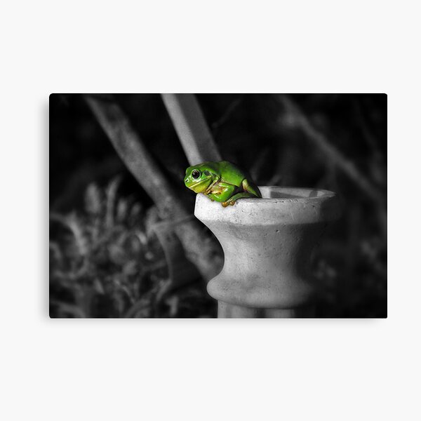 Frog in Yamba, New South Wales Canvas Print