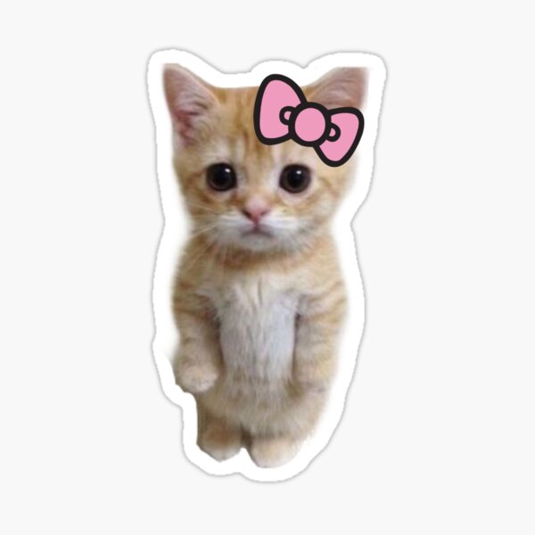 Coquette cat Sticker