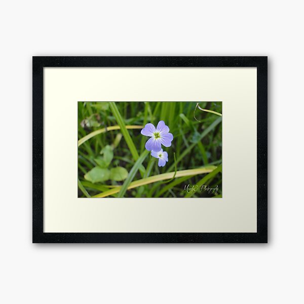 Tiny Blue Wildflower Framed Art Print